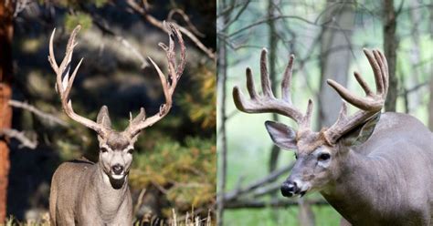 Mule Deer Vs Whitetail Deer Antlers
