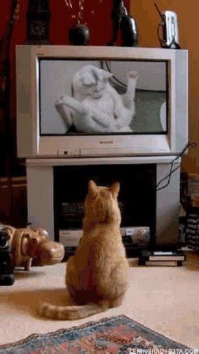 Cat Watches Cat Of Tv Gifs Find Share On Giphy