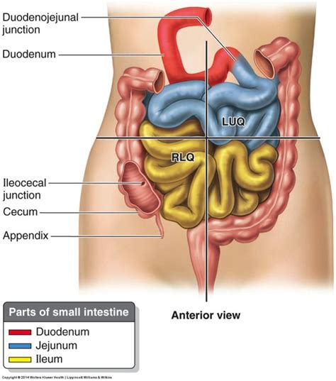 Parts Of Small Intestine Anatomy And Physiology