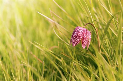 Snake Head Lily In The Grass Photograph By Alin Terhes Fine Art America