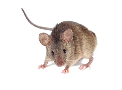To go stealthily or furtively; Elite Pest Solutions LLC | Varmint & Rodent control ...
