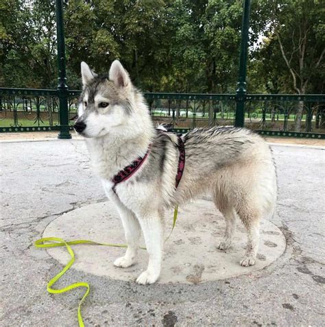 Miniature Siberian Husky Prices Breeders And More