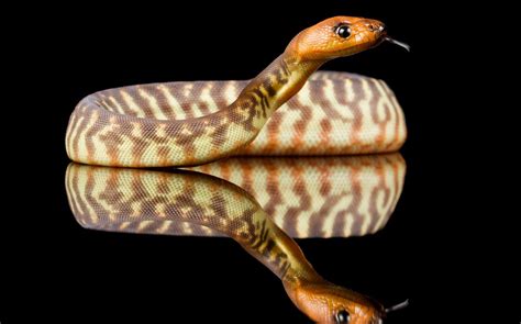 A Deeper Look At The Woma Python Aspidites Ramsayi The