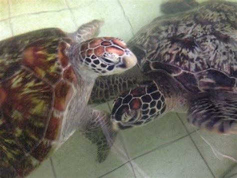 Indonesia - Bali Sea Turtle Rescue | Turtle conservation, Turtle, Sea