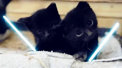 Jedi Kittens Star Wars The Force Awakens Youtube