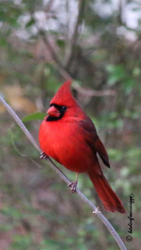 Northern Cardinal Northern Cardinal Animals Cheer Me Up