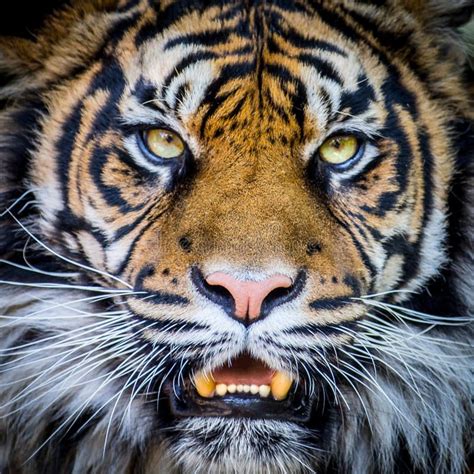 Tigers Face Closeup Portrait Of A Tigers Face Affiliate Face