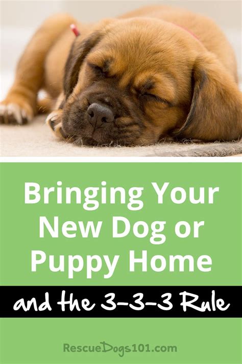 Bringing Your New Dog Or Puppy Home And The 3 3 3 Rule Dog Training