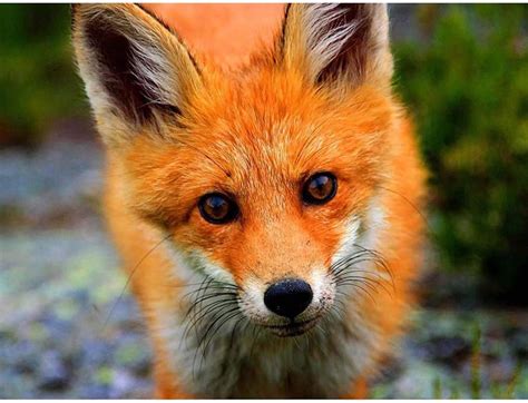 Wee Blue Coo Baby Fox Portrait Woodland Animal Wildlife