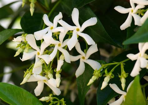 What Are The Different Jasmine Varieties With Pictures