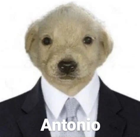 Jotchua El Perro En 2022 Imagenes De Animales Bonitos Humor De