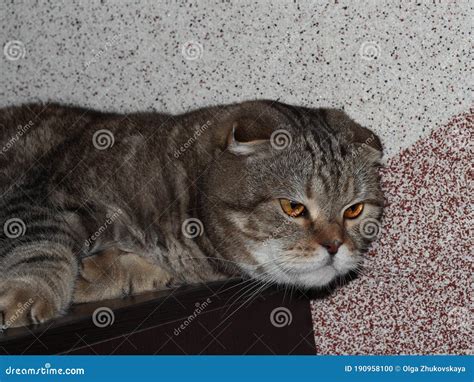 Portrait Of A Fat Tabby Cat A Cat With Floppy Ears Stock Photo Image