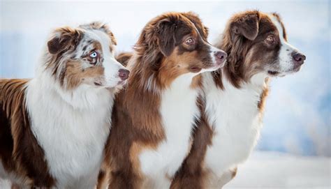 6 Facts You Never Knew About The Australian Shepherd Paws N Pups