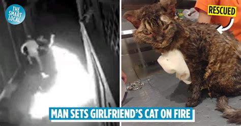 Man Sets Girlfriends Cat On Fire It Gets Rescued By Strangers