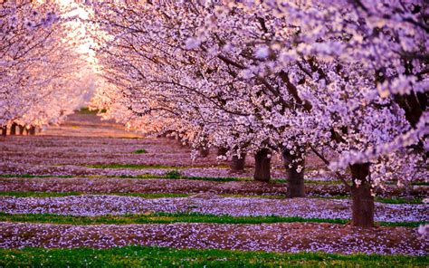Blossom Nature Pink Flowers Trees Hd Nature 4k Wallpapers Images