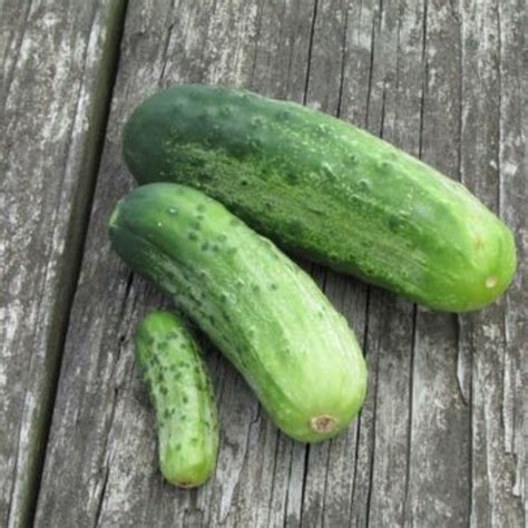 22 Bush Pickle Cucumber Plant Katrenarodrian