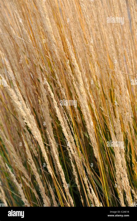 Reed Grass Calamagrostis X Acutiflora Karl Foerster