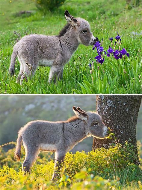 Baby Donkey Smelling Flowers Cute Donkey Funny Animals Baby Animals
