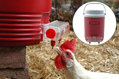 If you already have chickens you've likely seen all the holes that they make! How To Make A Chicken Dust Bath | Chicken waterer, Organic ...