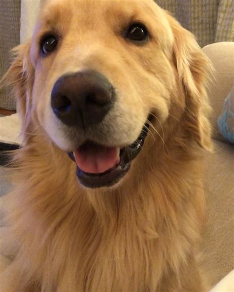 Famous Golden Retriever Smile Golden Retriever Smile Golden Retriever