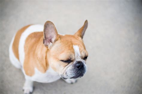 French Bulldog Eye Problems What Do You Need To Know French Bulldog