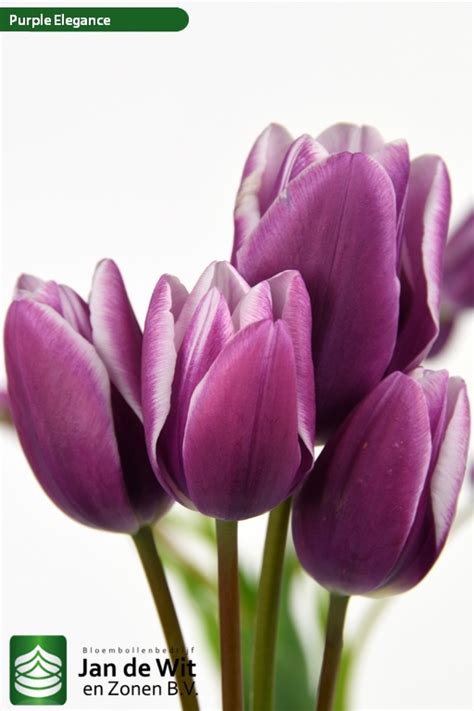 Purple Elegance Tulip Jan De Wit En Zonen Bv
