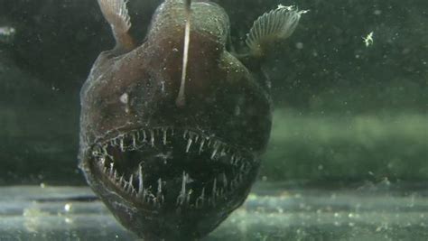What Is An Anglerfish Earthpedia