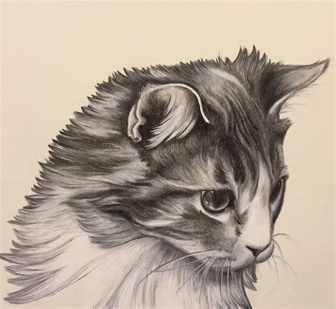 Cat Pencil Portrait Hyper Realistic Portrait Siddhant Ubicaciondepersonas Cdmx Gob Mx