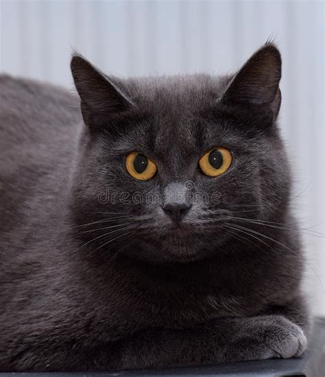 A Fat Gray Cat Stock Photo Image Of Lying Looking 120359496