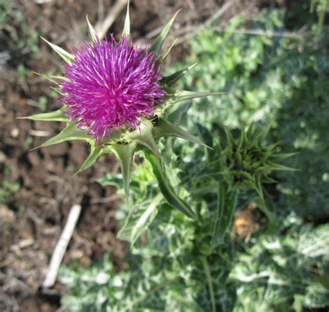 It is also currently listed as a priority environmental weed in at least one natural resource management region in australia. Milk Thistle and Hemlock: The Prickly and the Poisonous ...