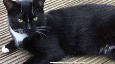 Petition · Laws For Paws Uk Cats Law United Kingdom ·