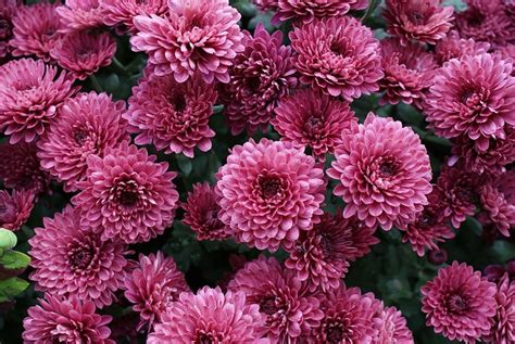 Chrysanthemums Flower Pink Free Photo On Pixabay Pixabay