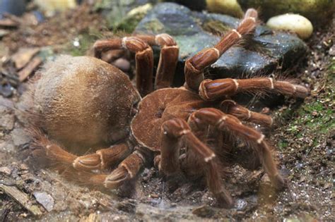 Are goliath bird eaters dangerous to humans? Is this the biggest huntsman spider EVER? Gigantic ...