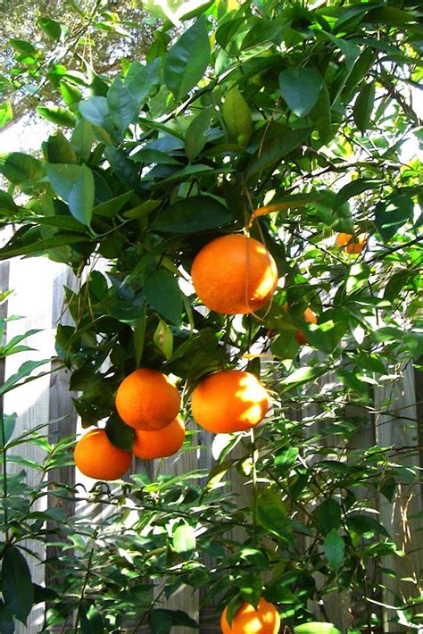 Ocala Central Florida And Beyond Our Backyard Orange Tree