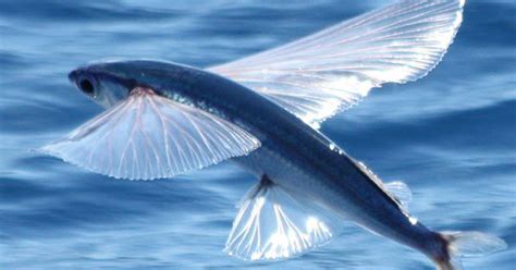 Flying Fish—aquatic Flight Instructors Answers In Genesis