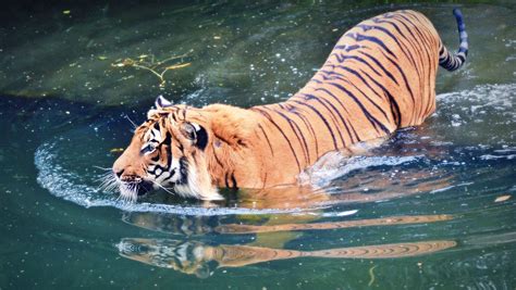 Why Can Tigers Swim How It Works