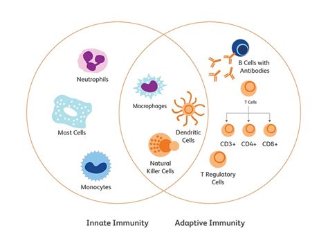 Immune Cell Types Immune System Responses BD Biosciences