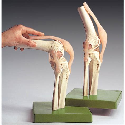 Functional Model Of The Knee Joint Anatomical Chart Company Ns 50