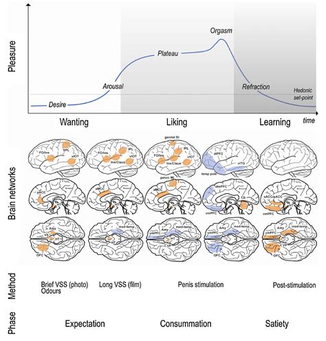 Figure 6 From The Human Sexual Response Cycle Brain Imaging Evidence Linking Sex To Other