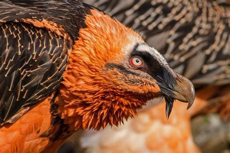 The Bearded Vulture All You Need To Know About This Bone Eating Bird Bearded Vulture