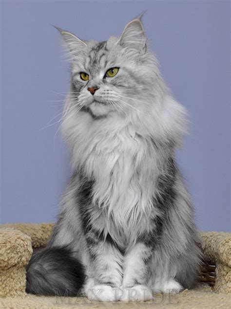 Long Haired Cat Breeds Pets Lovers