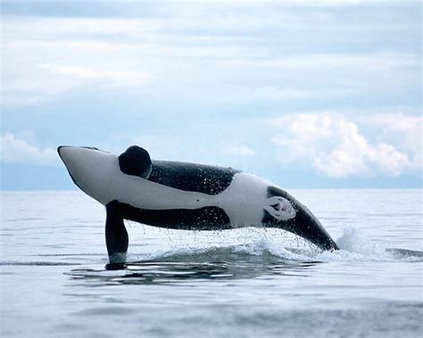 Orca Killer Whale The Terror Of The Oceans
