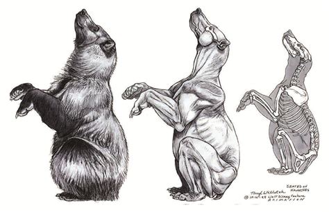 drawing art black draw animal bear brown Anatomy Bears wild reference