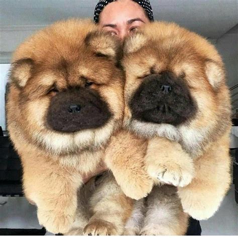 Chow Chow Dog Breed Info Pictures Puppies Traits And Facts Doggie