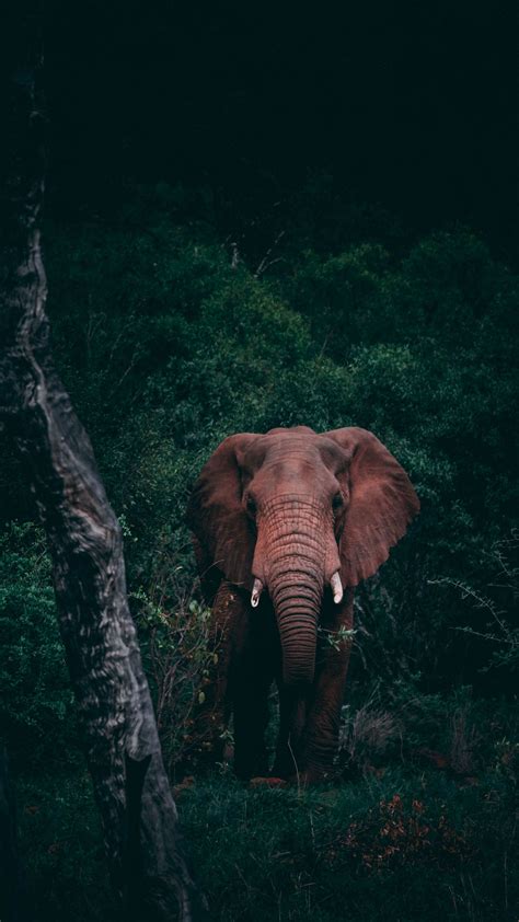 Download Wallpaper 2160x3840 Elephant Forest Wildlife Dark Samsung