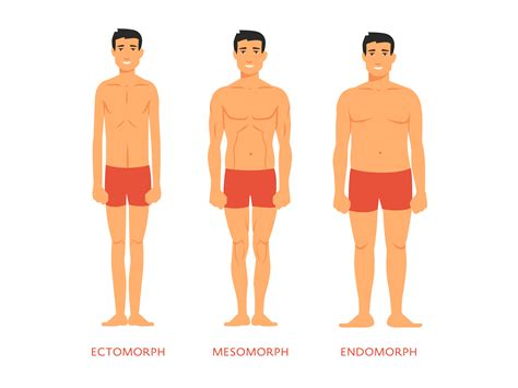 Ectomorfo Mesomorfo Endomorfo Feminino