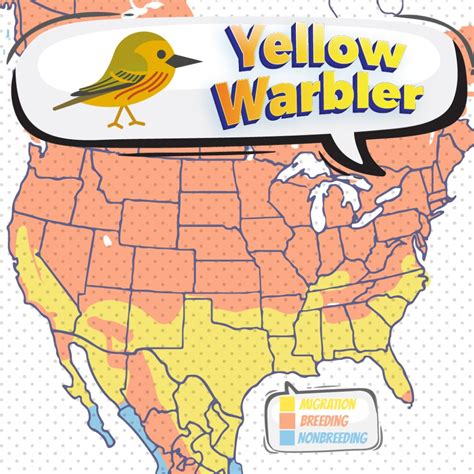 Yellow Warbler Bird Watching Academy