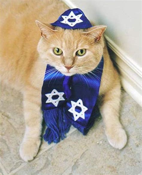 Rabbi Cat Cat Celebrating Cats Pets