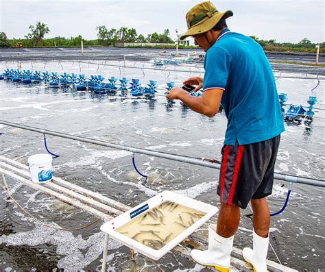 Investors See A Flurry Of Activity Putting Aquaculture On Fast Forward