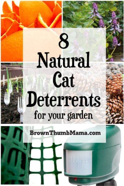 Keep pets away from the traps — while victor® traps won't injure your pets, they can still arouse an animal's curiosity. Natural Cat Deterrents | Cat deterrent, Natural cat, Cat ...